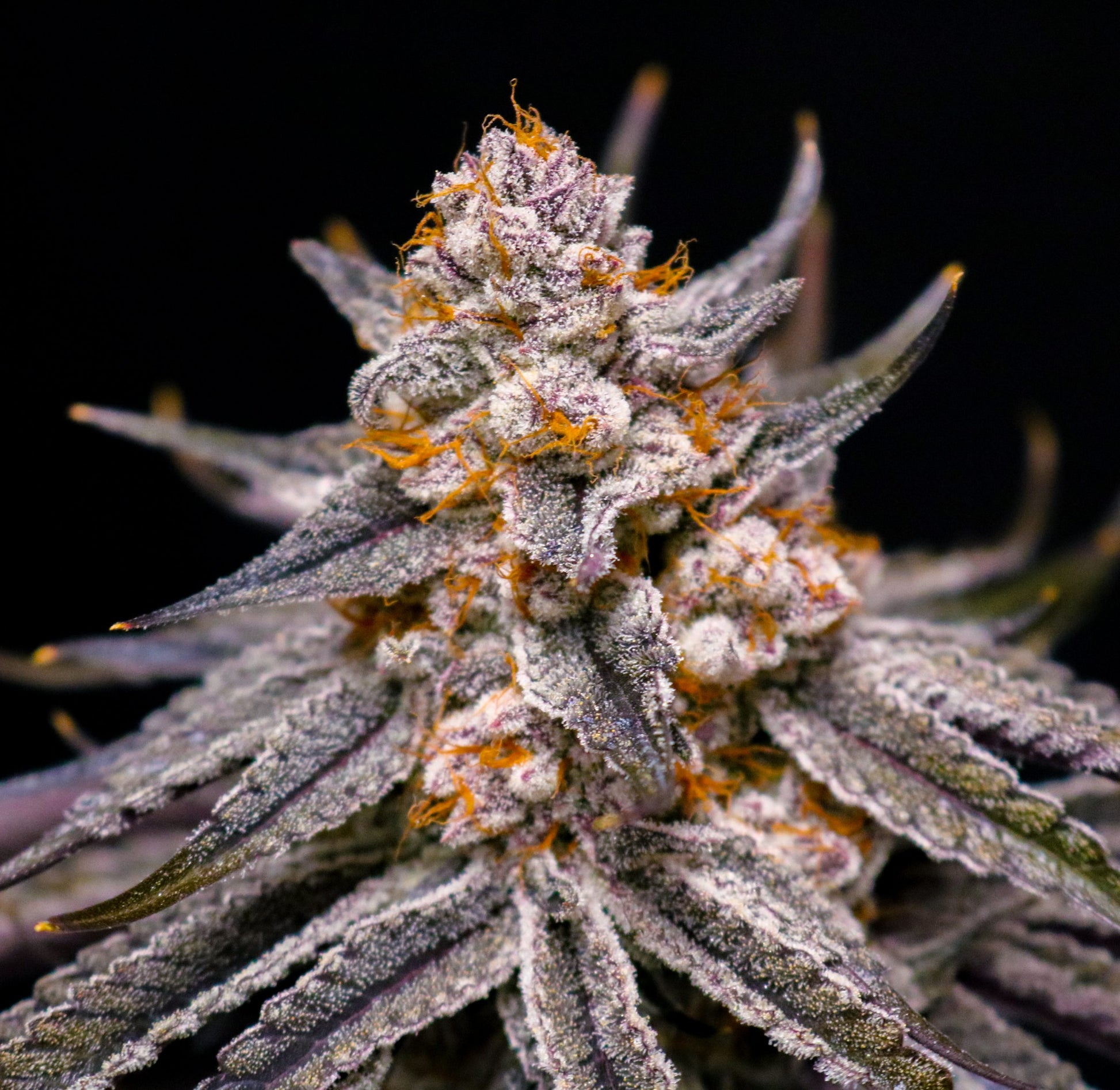 Close-up of a cannabis plant bud with a black background