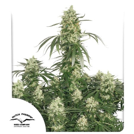 Grown cannabis plant with visible Dutch Passion logo on a white background