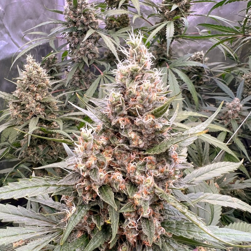 Close-up of a cannabis plant with dense buds and green leaves.