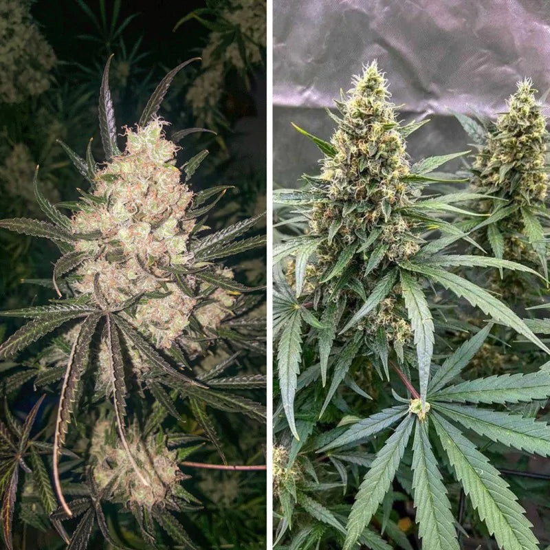 Two images of cannabis plants, one close-up and one showing multiple plants together.
