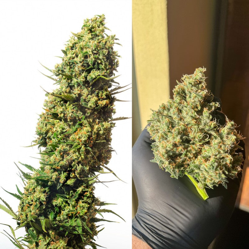 Two images of cannabis plants, one on a white background and one held by a gloved hand.