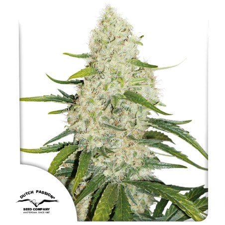 Grown cannabis plant with visible trichomes on a white background, featuring the Dutch Passion Seed Company logo.