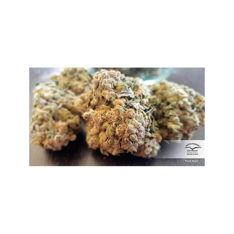 Close-up of dried cannabis buds with a brand logo in the corner.