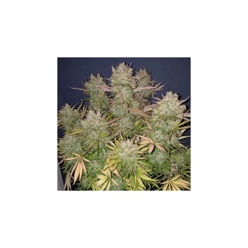 Close-up of a cannabis plant with green and brown leaves on a white background