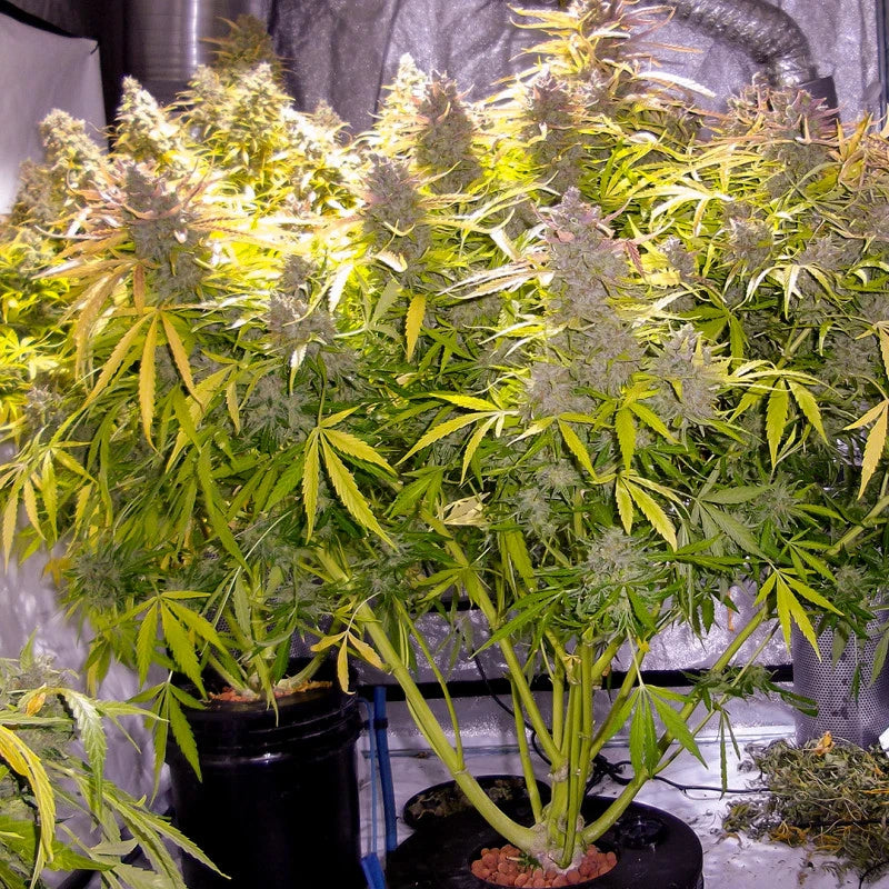 Grown cannabis plants in a controlled indoor setting