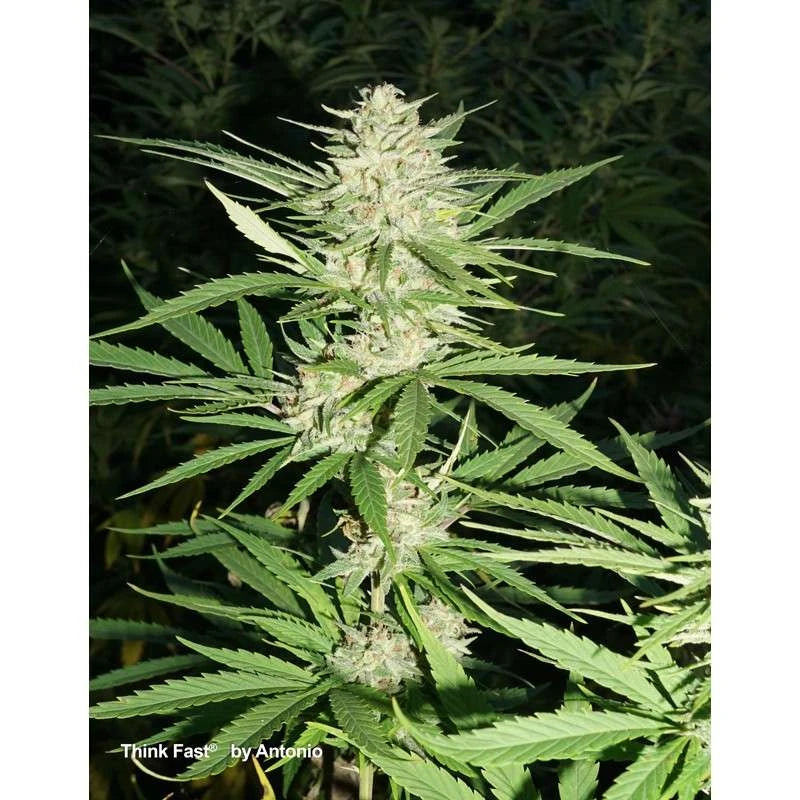 Mature cannabis plant with a focus on the top bud against a dark background