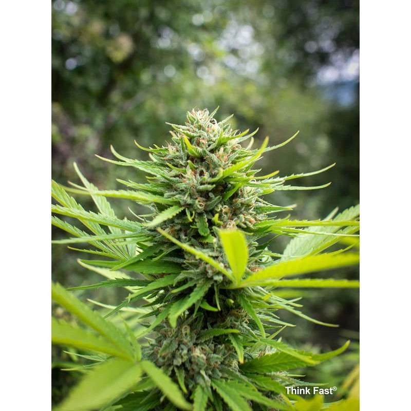 Close-up of a cannabis plant with green leaves and buds.