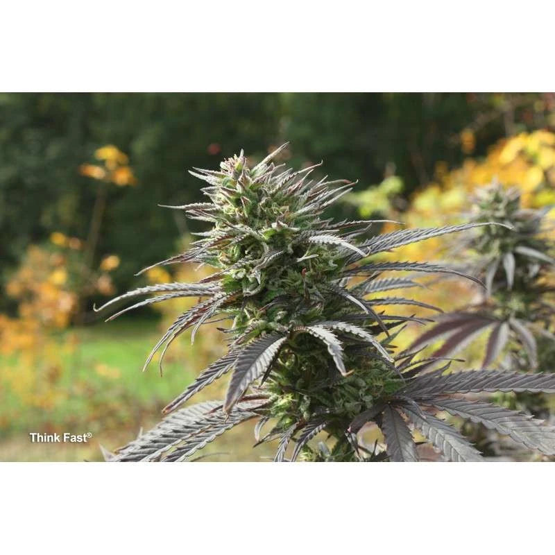 Mature cannabis plant with a blurred natural background