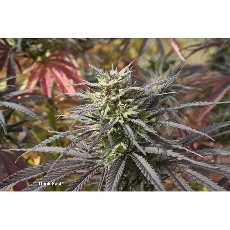 Close-up of a cannabis plant with a blurred background