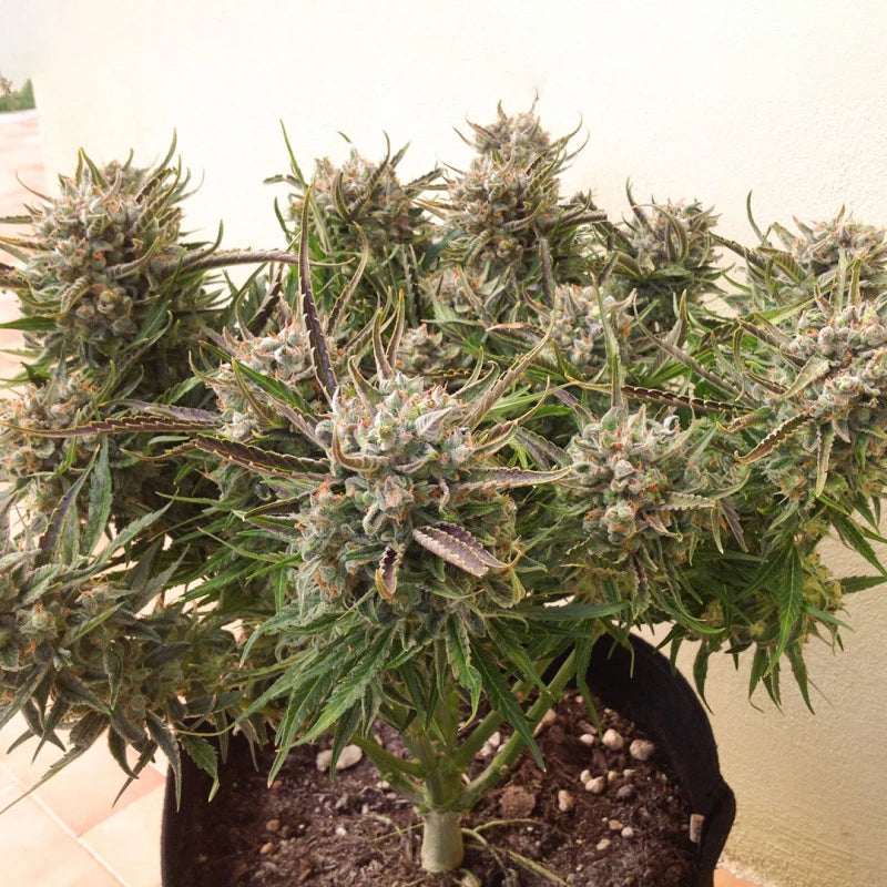 Potted cannabis plant with large buds on a neutral background