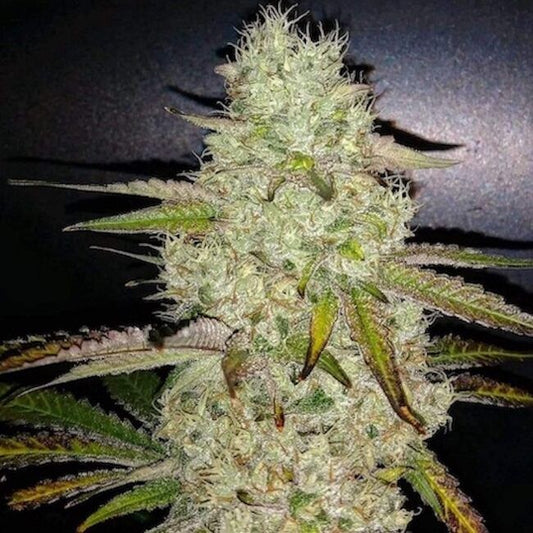 Close-up of a cannabis plant bud with dark background