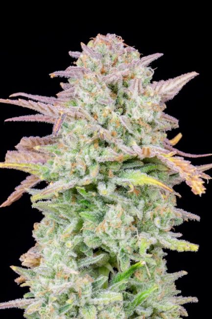 "Close-up of a dense, resinous light green and purple cannabis bud with white pistils, covered in a glistening layer of trichomes. The bud is showcased against a plant background, highlighting its intricate details and frosty appearance, typical of high-quality cannabis strains found on Strain Envy.