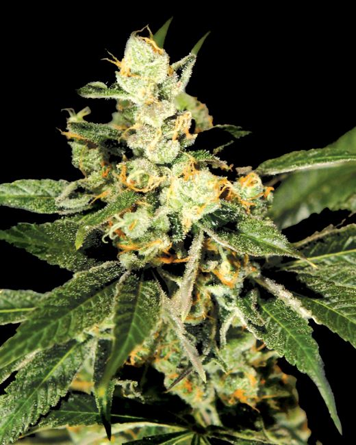 Close-up of a cannabis plant with green leaves and visible buds against a black background
