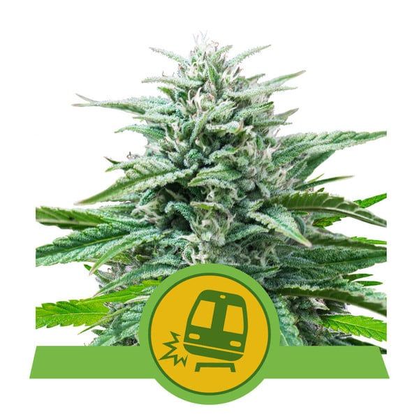Close-up of a cannabis plant with a green label featuring a train icon on a white background