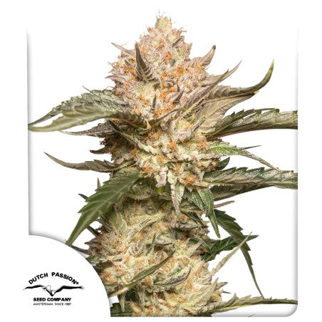 Close-up of a cannabis plant with visible trichomes on a white background, featuring the Dutch Passion logo.