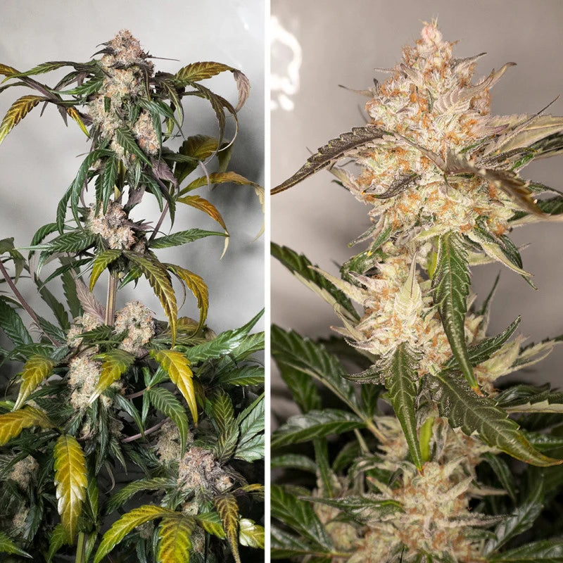 Two images of a cannabis plant, one showing the plant in its early stages and the other showing a mature plant with dense buds.