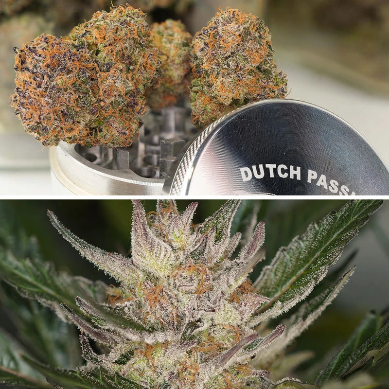Close-up of cannabis buds with a 'Dutch Passion' branded tool.