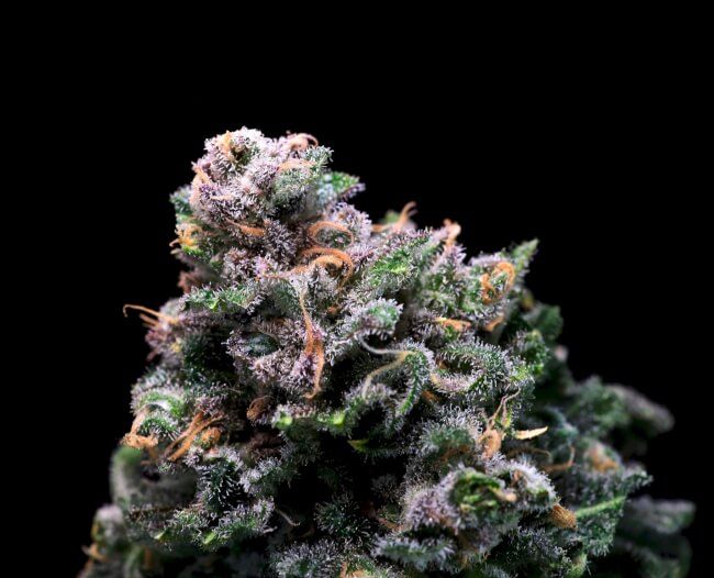 Tropical Cooler - Atlas Seed