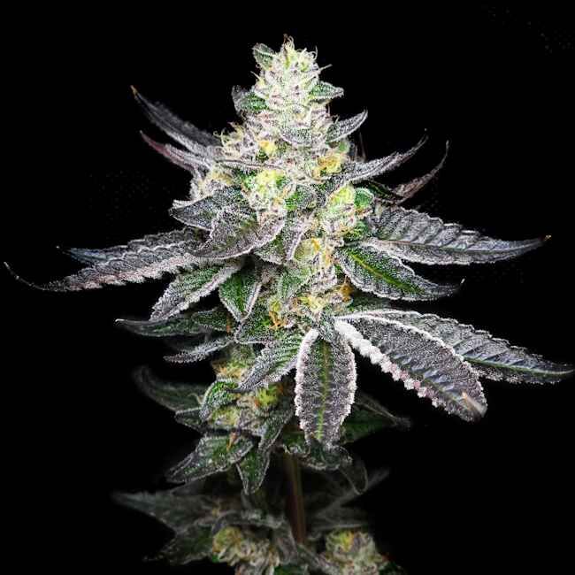 Close-up of a cannabis plant with a black background
