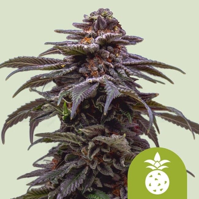 Close-up of a cannabis plant with a green logo in the corner