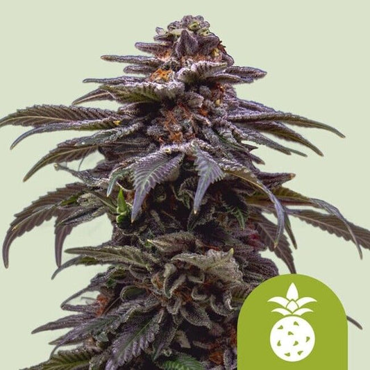 Close-up of a cannabis plant with a green logo in the corner