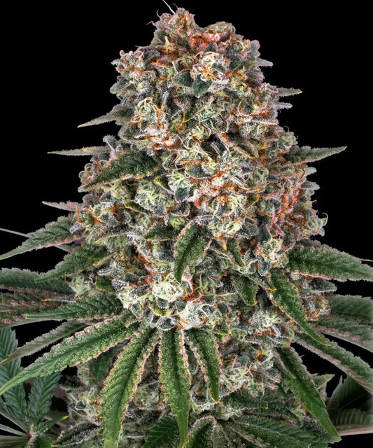 Close-up of a cannabis plant with a black background