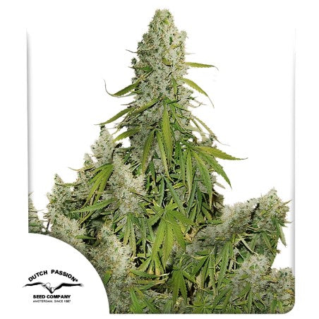 Mature cannabis plant with white flowers on a white background, featuring the Dutch Passion Seed Company logo.