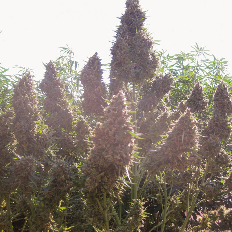 Close-up of cannabis plants with a blurred background