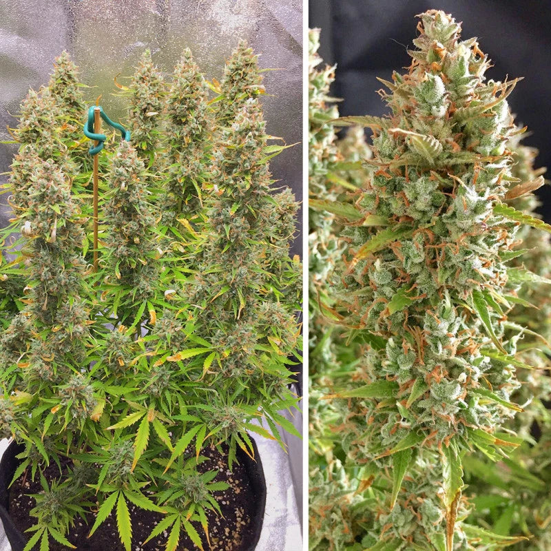 Two images of cannabis plants, one showing a young plant and the other a mature plant with large buds.