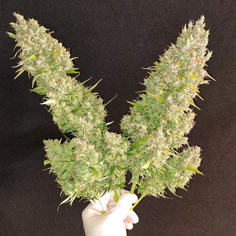 Hand holding a large cannabis plant against a black background