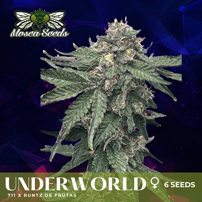 Underworld - Mosca Seeds