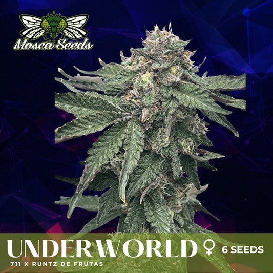 A large cannabis bud centered on a dark blue and black geometric background, with the Mosca Seeds logo in the top left and text at the bottom reading UNDERWORLD 6 SEEDS.