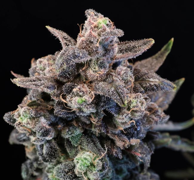 Unicorn Glitter - Atlas Seed