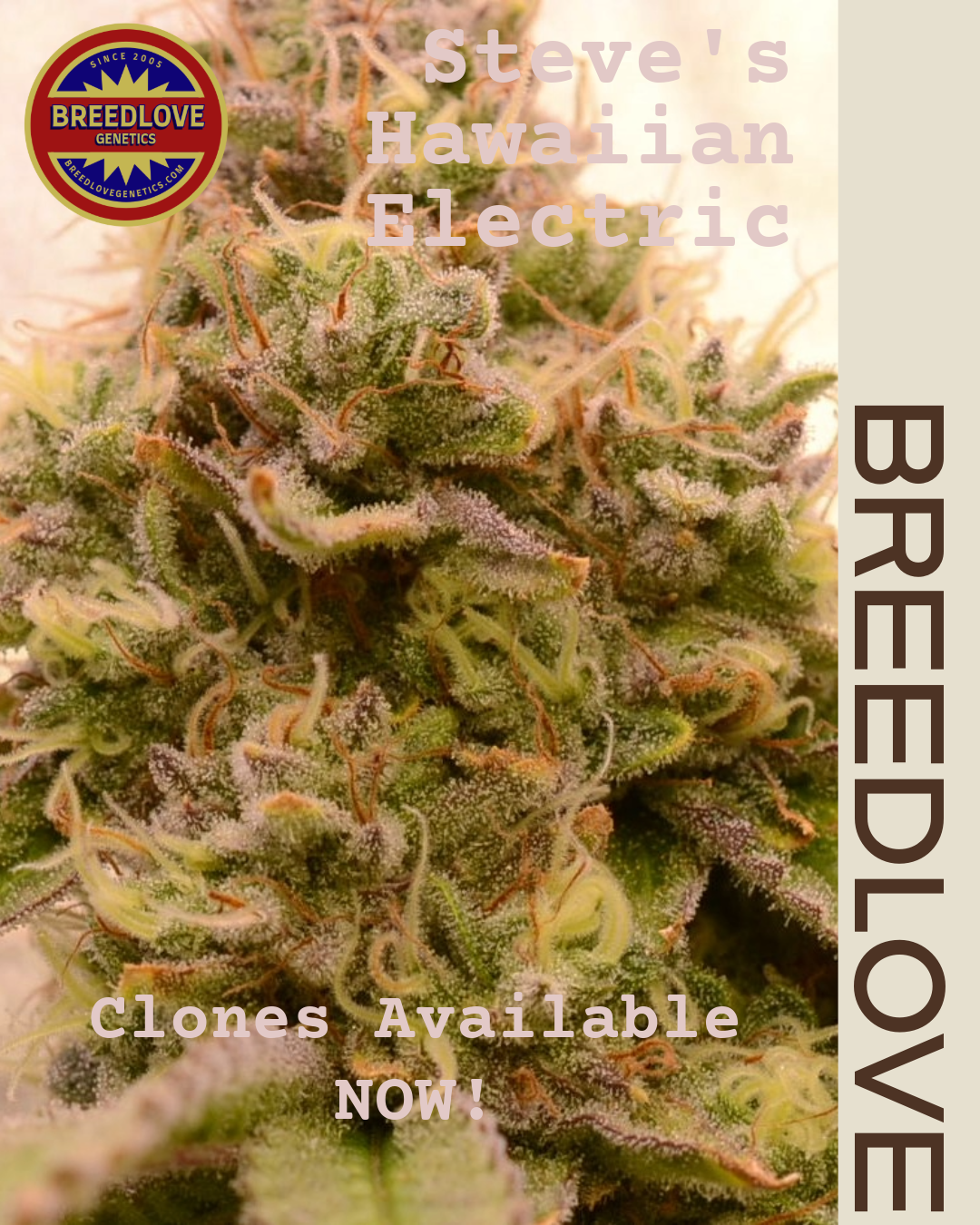 Steve's Hawaiian Electric Clone - Breedlove Genetics