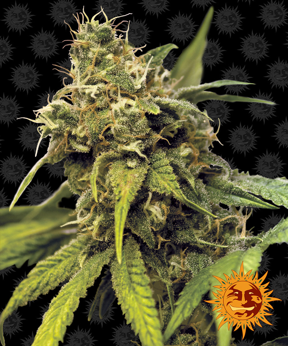 Utopia Haze - Barney's Farm  (Clones Available Late July '26)