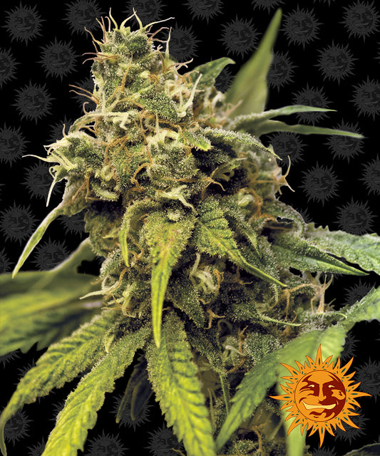 Utopia Haze - Barney's Farm  (Clones Available Late July '26)