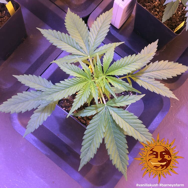 Utopia Haze - Barney's Farm  (Clones Available Late July '26)