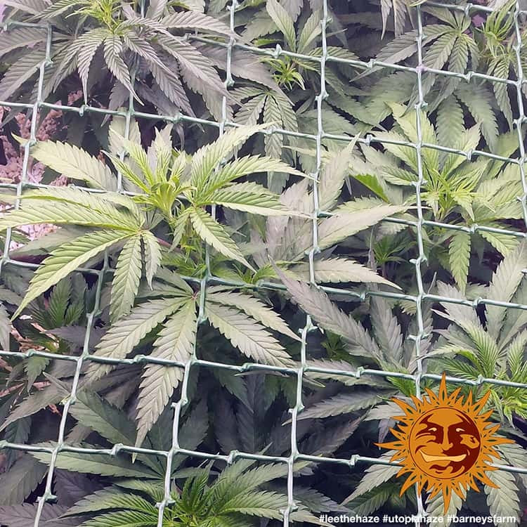 Utopia Haze - Barney's Farm  (Clones Available Late July '26)