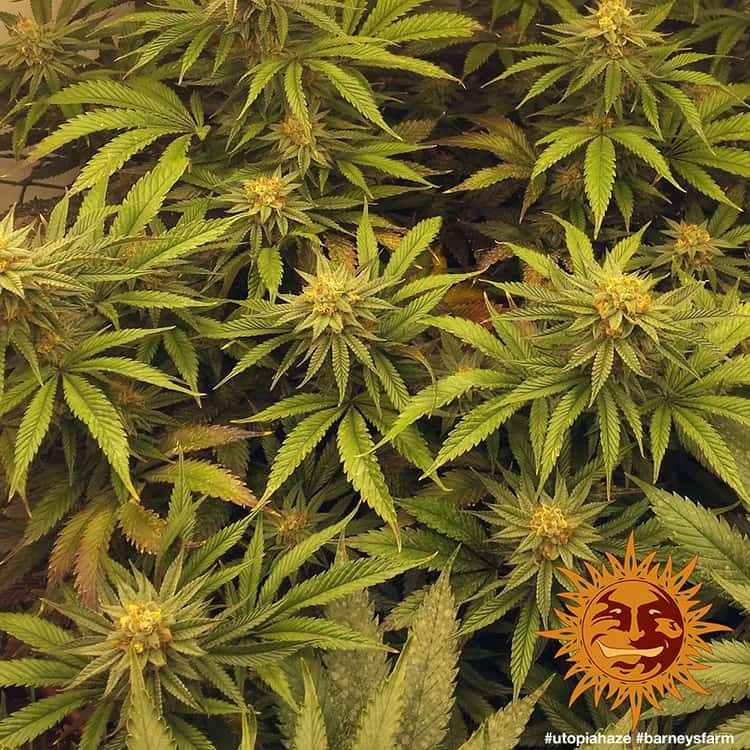 Utopia Haze - Barney's Farm  (Clones Available Late July '26)