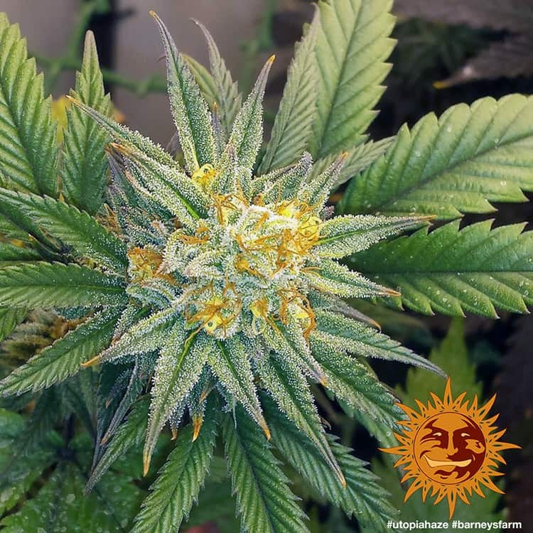 Utopia Haze - Barney's Farm  (Clones Available Late July '26)