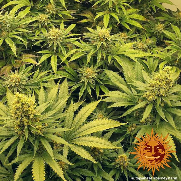 Utopia Haze - Barney's Farm  (Clones Available Late July '26)
