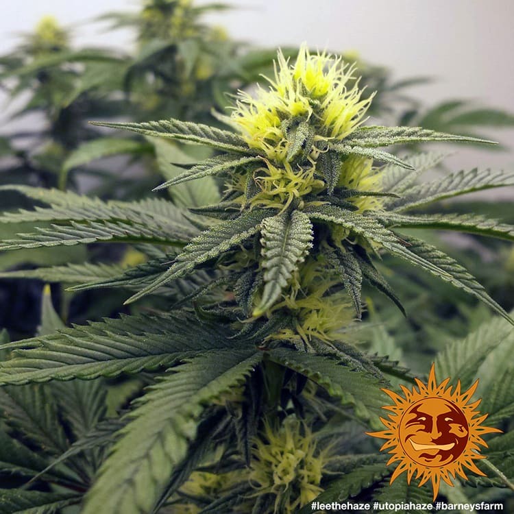 Utopia Haze - Barney's Farm  (Clones Available Late July '26)