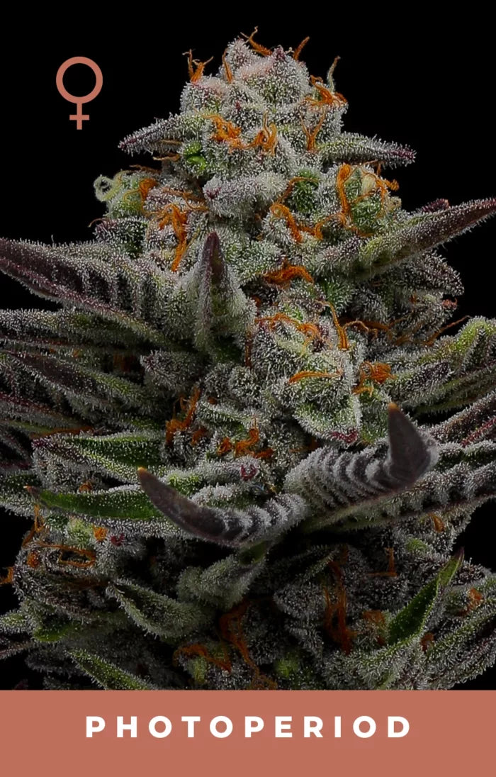 Close-up of a cannabis plant with frosty buds on a black background, featuring the female symbol and the word 'PHOTOPERIOD'.