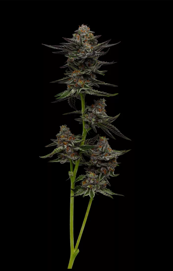Close-up of a cannabis plant on a black background
