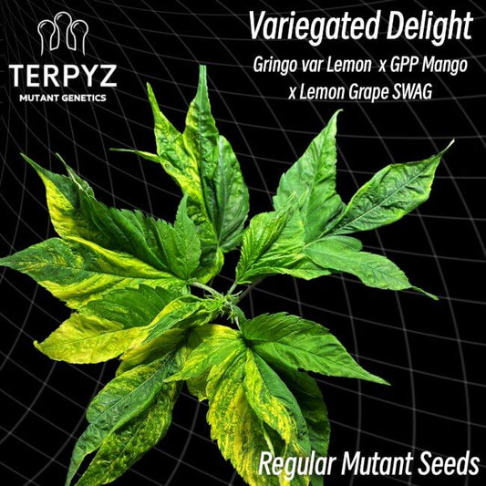 Variegated Delight cannabis plant with Terpyz branding on a black background