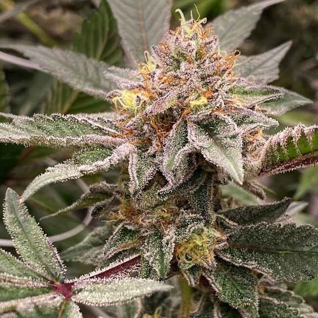 Close-up of a cannabis plant with frost on its leaves
