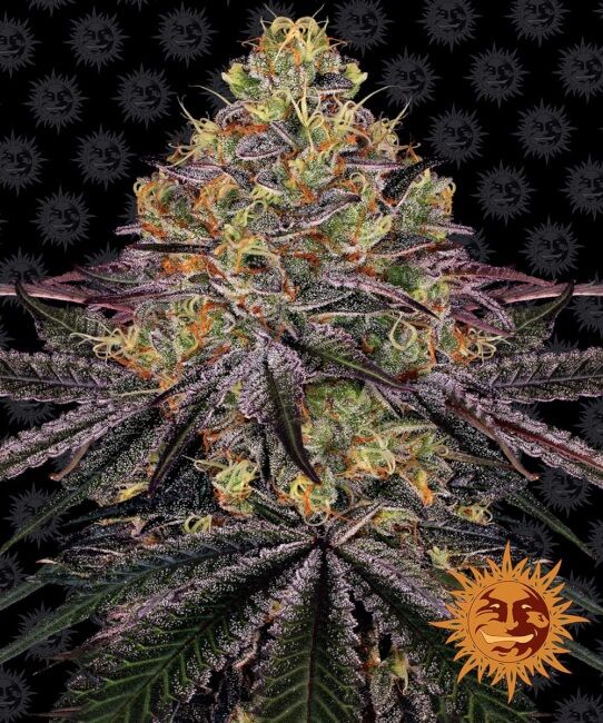 Close-up of a cannabis plant with a dark background and sun logo.