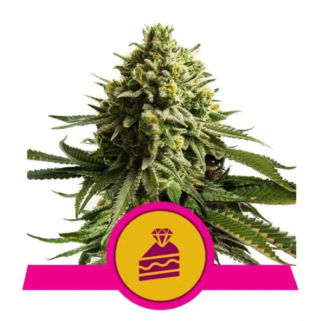 Cannabis plant with a pink and yellow logo on a white background