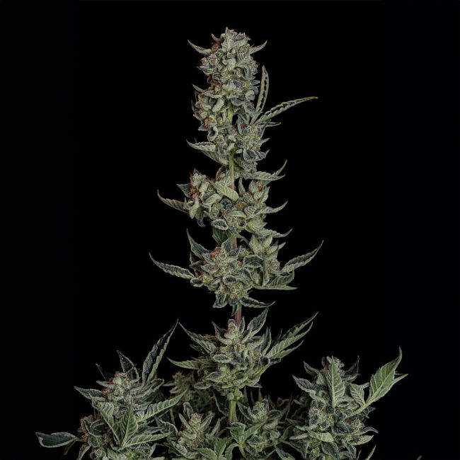 Close-up of a cannabis plant on a black background
