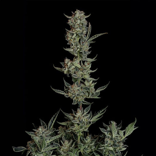 Close-up of a cannabis plant on a black background